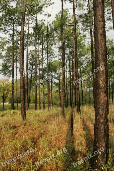 Savanna Pine Wet Forest Landscapes