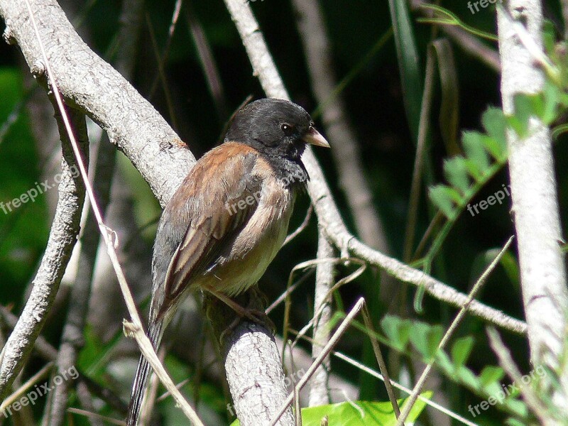 Bird Eyed Dark Hyemalis Junco