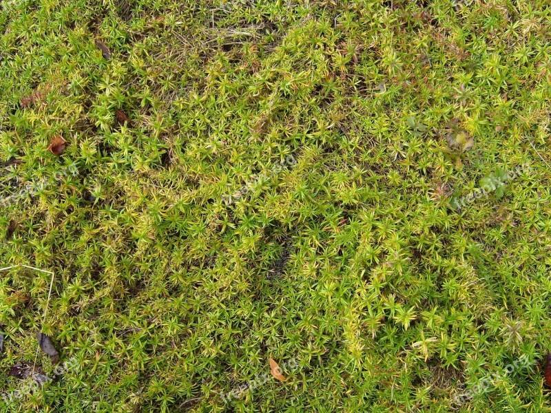 Ground Green Grass Landscapes Nature