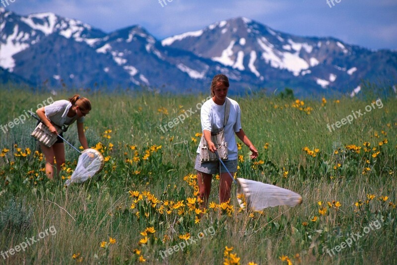 Catching Butterflies Nets Hunting Field People