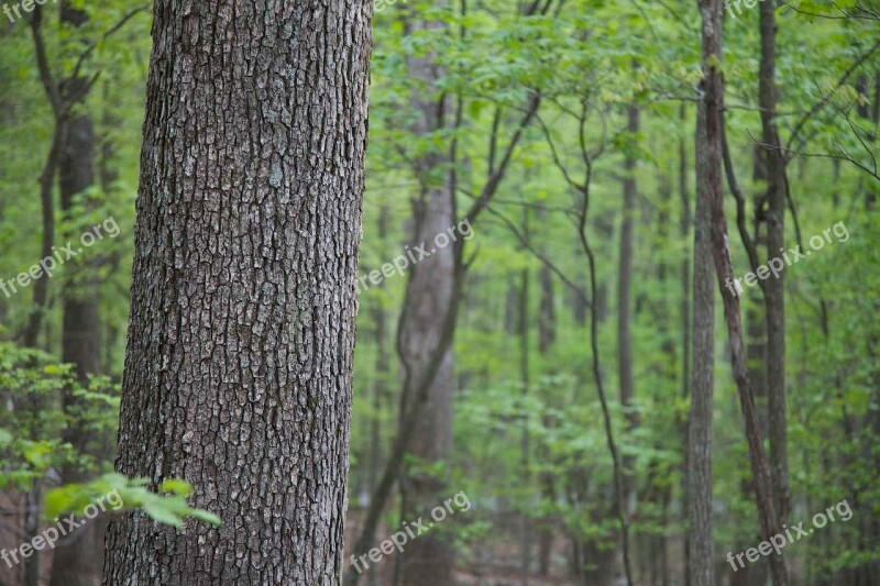 Trees Hardwood Forest Landscapes Nature