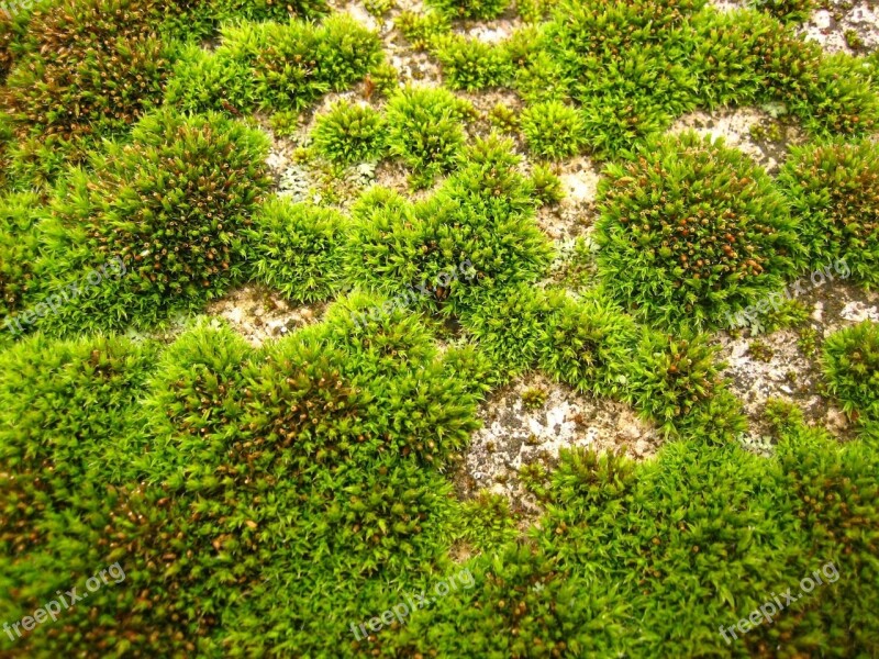 Field Green Moss Grass Landscapes