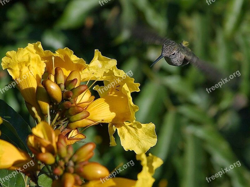 Hovering Flying Humming Hummingbirds Birds