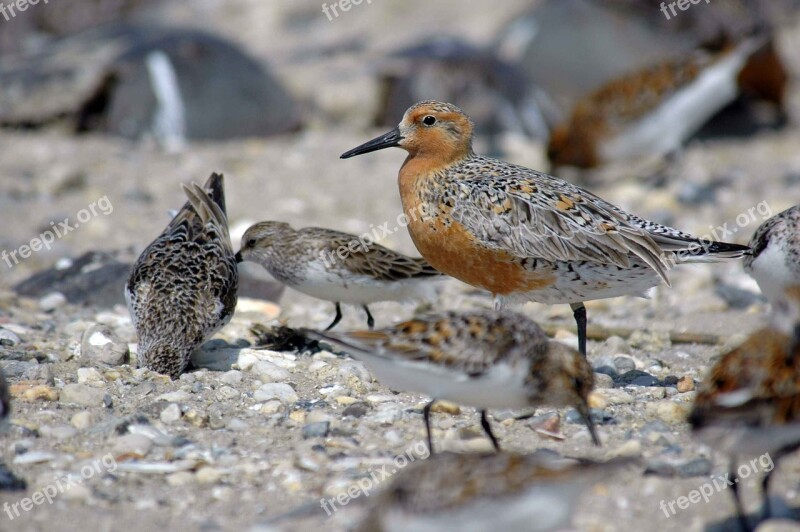 Rufa Canutus Calidris Sand Red