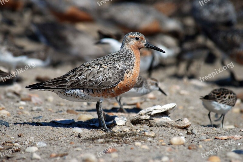 Rufa Canutus Calidris Bird Red