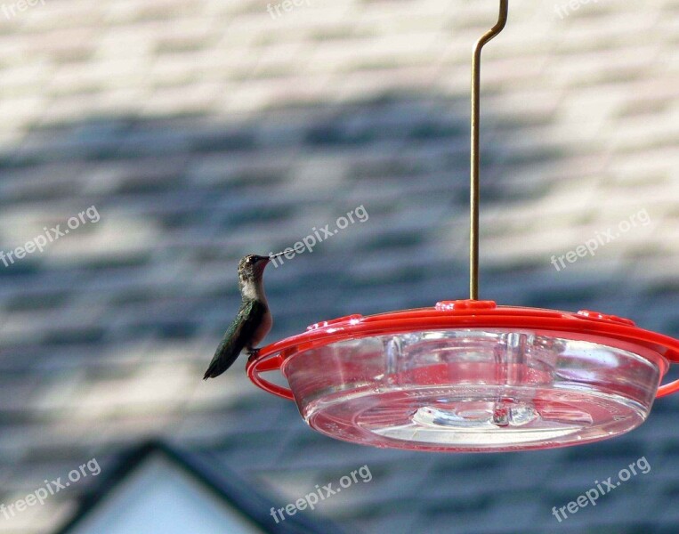 Feeder Perched Hummingbird Hummingbirds Birds