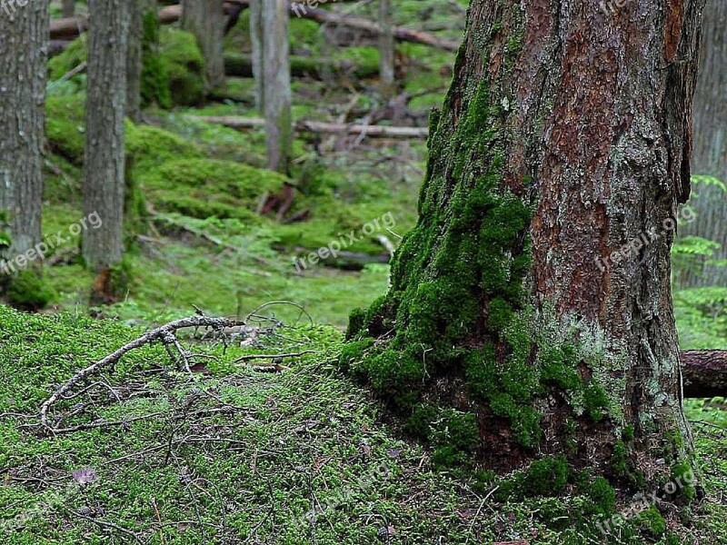 Woods Forests Trees Mossy Forest