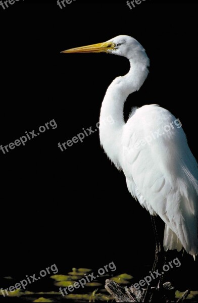 Alba Ardea Standing Side From