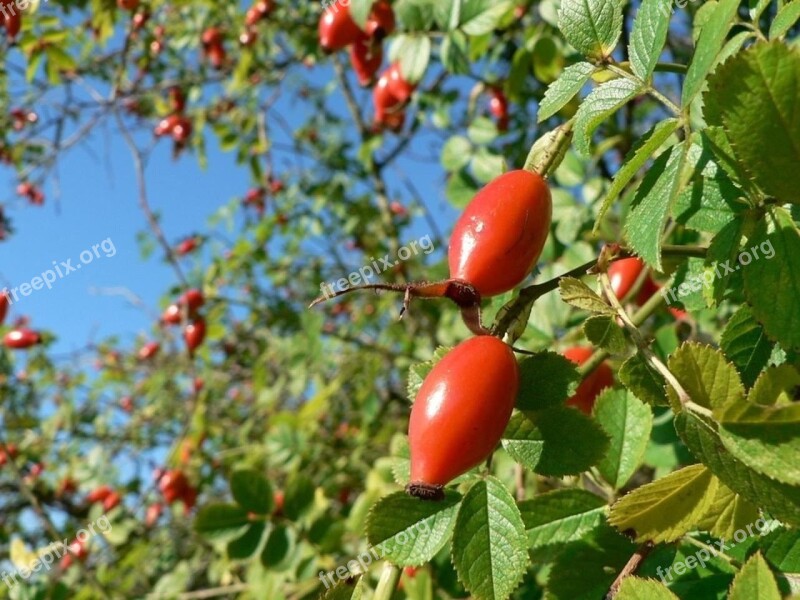 Hips Rose Dog Shrubs Bushes