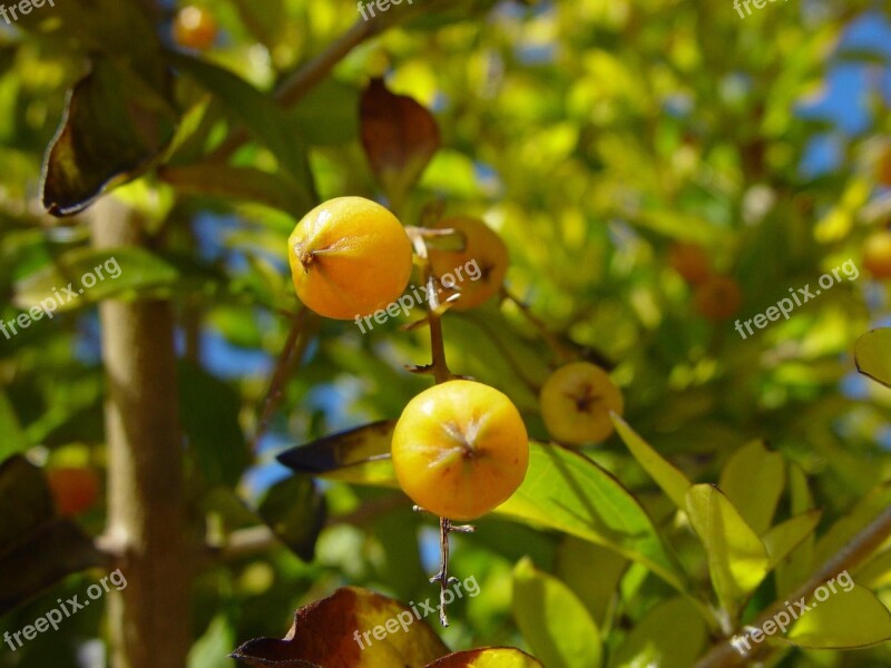 Woodvale Berries Yellow Little Shrubs