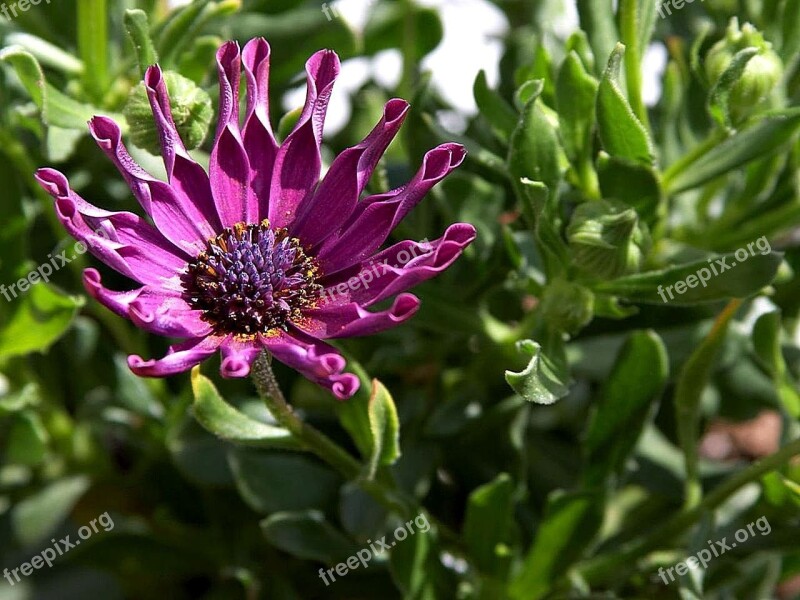 Garden Patio My An Daisy