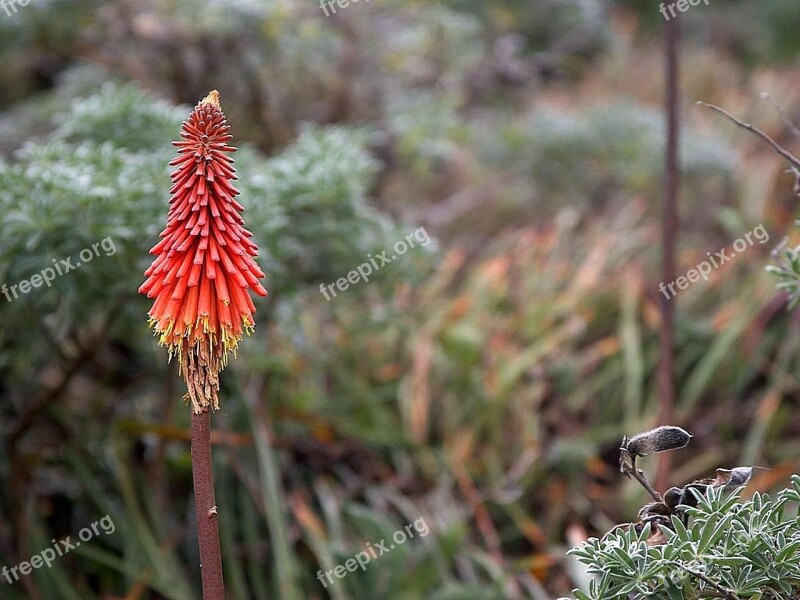 Flower Vera Aloe Flowers Plants