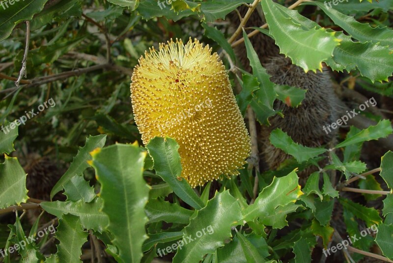 Flowering Yellow Flower Banksia Flowers