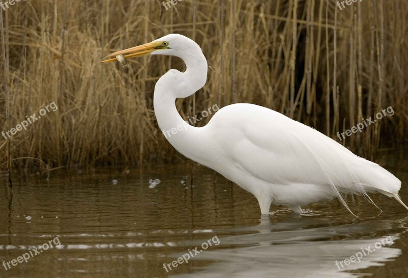 Fish Catches Great Bird Egret