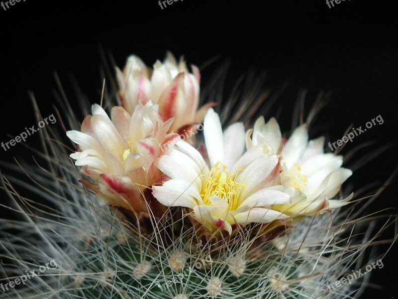 Thorns Big Barbed Cactus Flowers