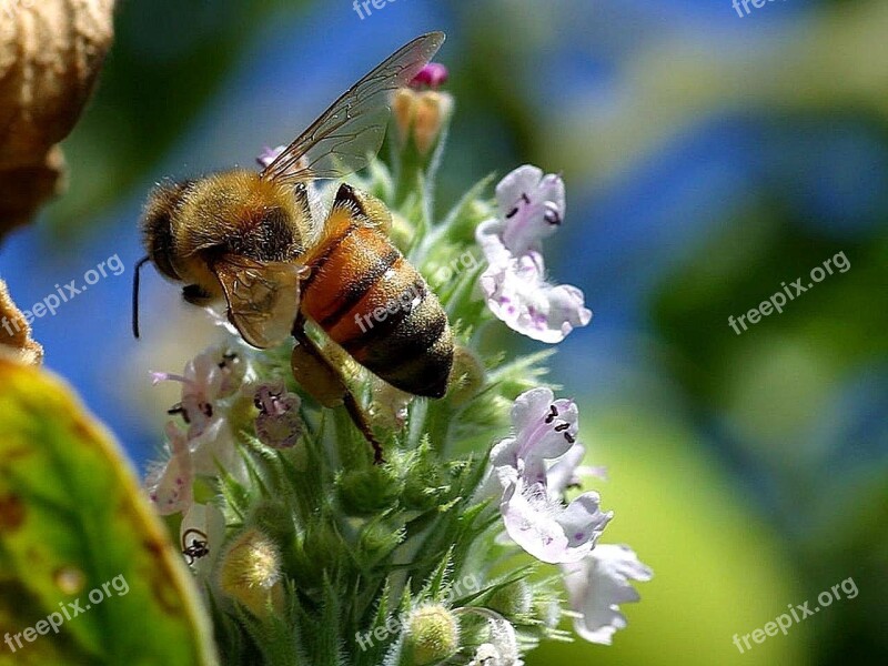 Bee Tail Bees Bugs Insects