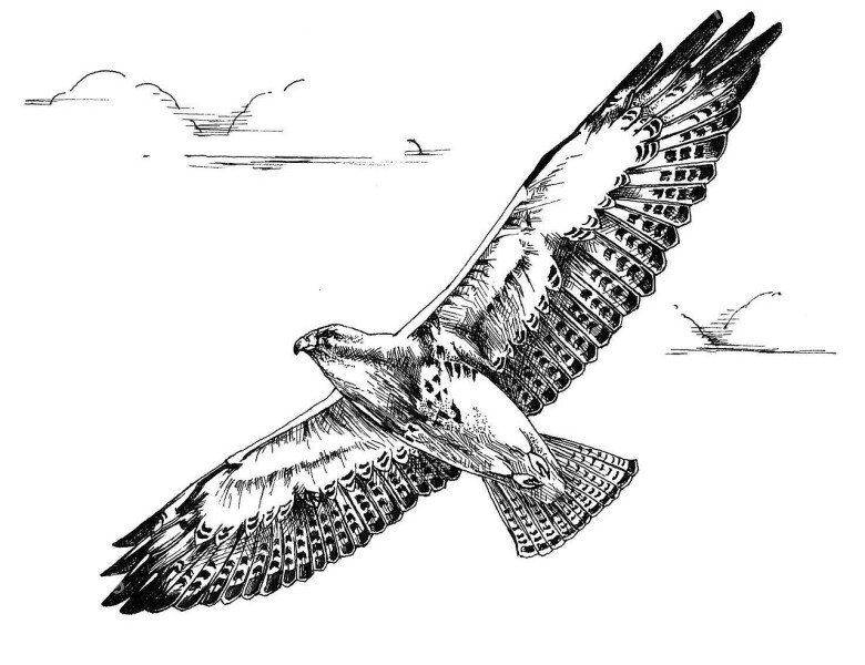 Flight Bird Hawk Swainson Drawing