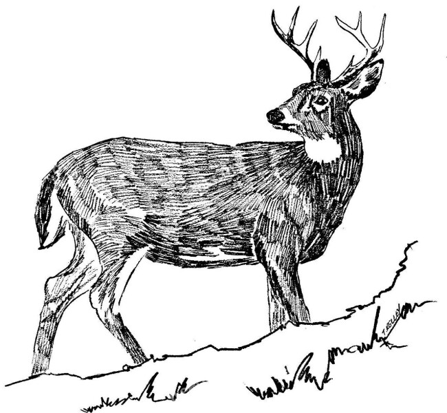 Drawing Black Deer Tailed White