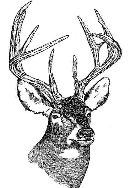 Head Deer Tailed White Illustration