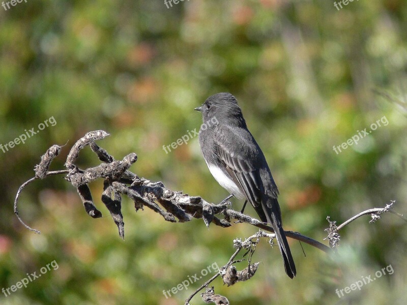 Nigricans Sayornis Branch Perches Phoebe