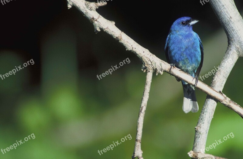 Branch Perches Bird Bunting Indigo