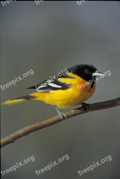 Branch Oriole Baltimore Birds Animals