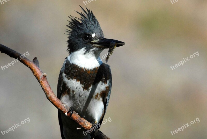 Female Juvenile Bird Kingfisher Belted