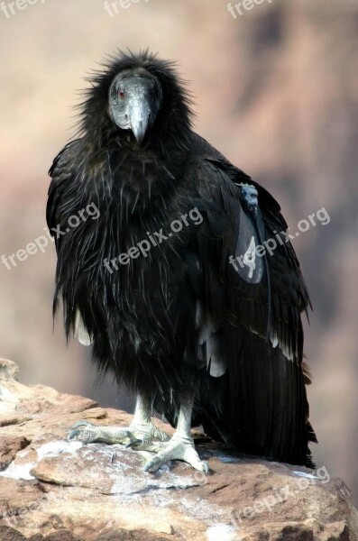 California Bird Condor Birds Animals