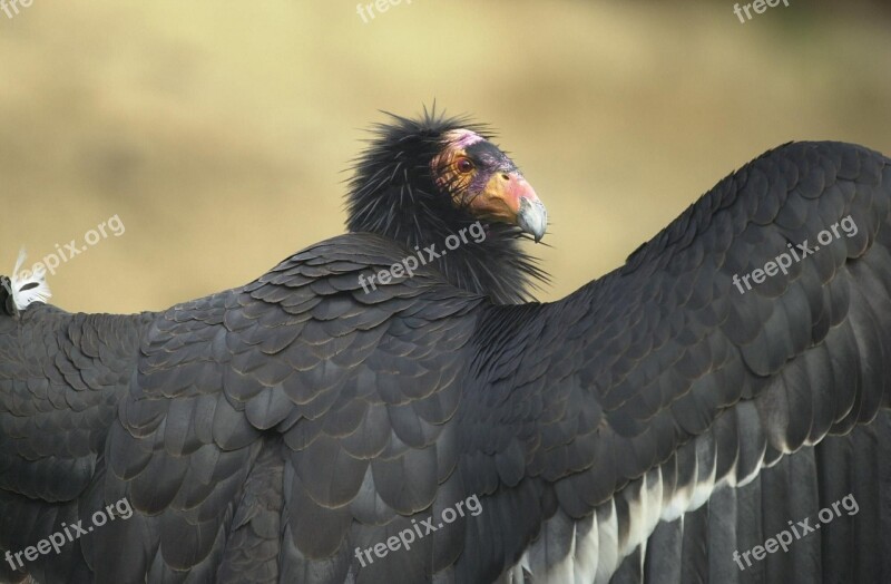 California Adult An Portrait Bird