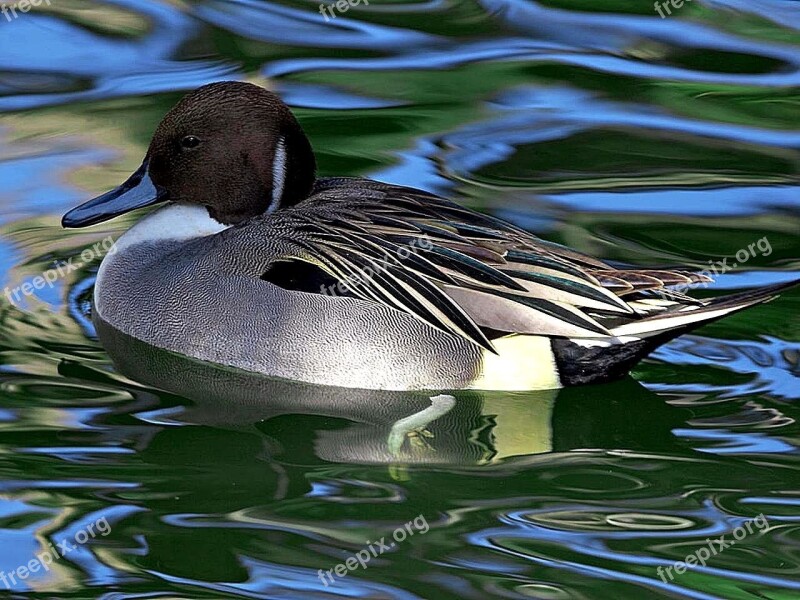 Swimming Mallard Duck Birds Animals