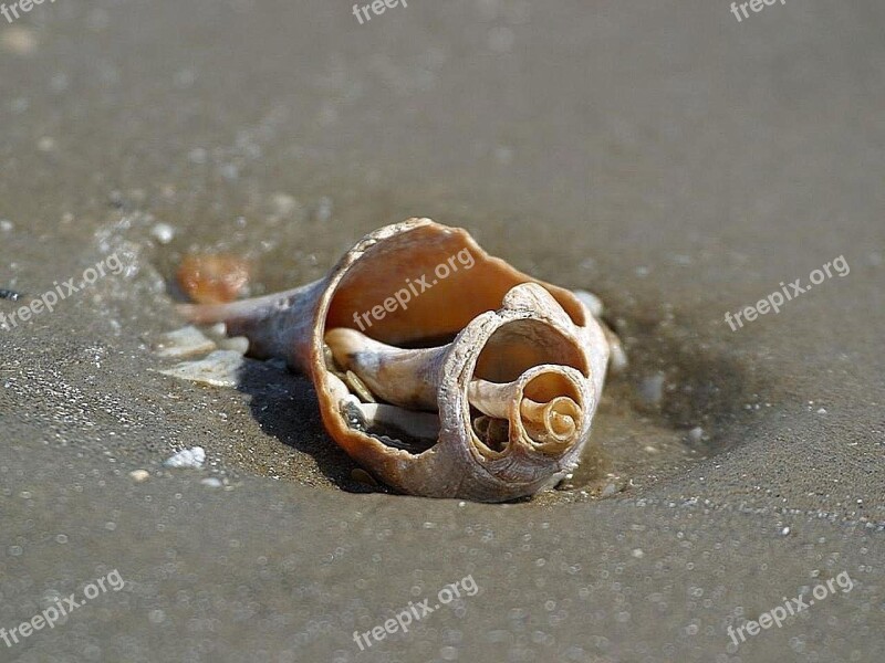 Beach Oceans Sand Shells Beaches