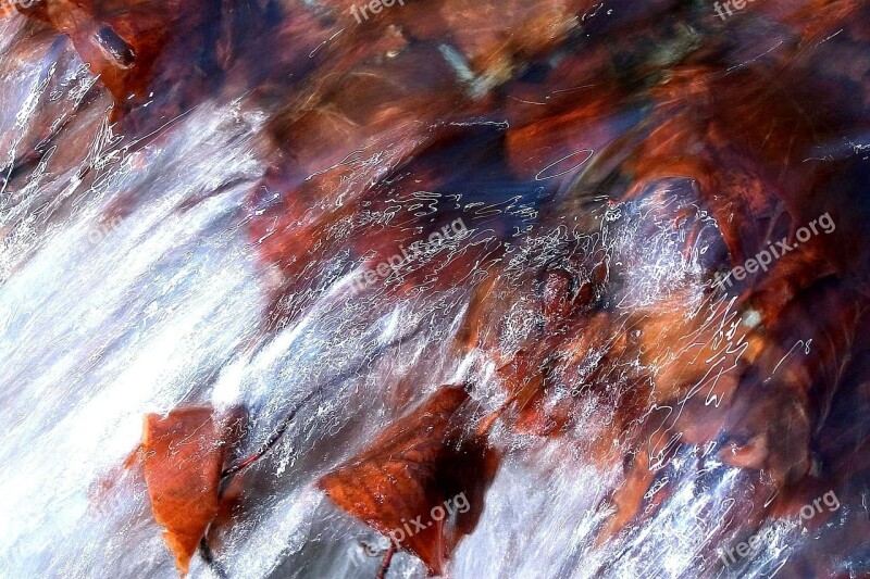 Leaves Red Water Stream Creek