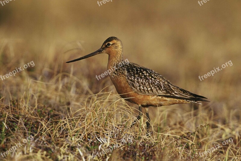 Bird Ground Tundra Ailed Bar