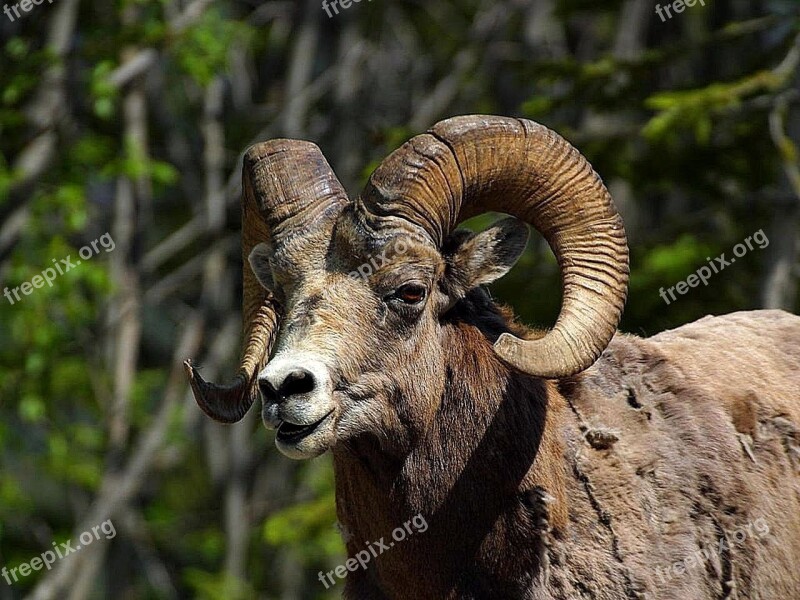 Sheep Bighorn Mountain Rocky Sheeps