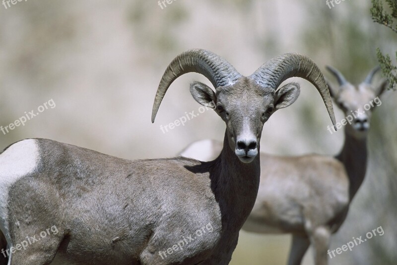 Sheep Bighorn Female Sheeps Animals