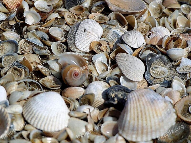 Sand Beachs Clams Shells Beaches