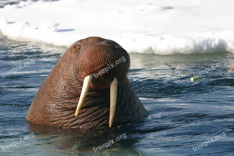 Rosmarus Odobenus Water Mammal Marine