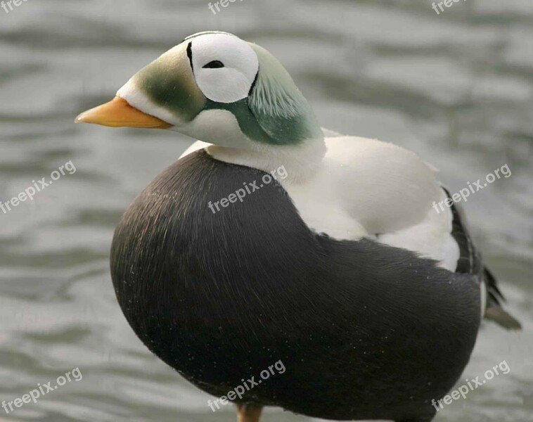 Plumage Winter Feathers Somateria Eider