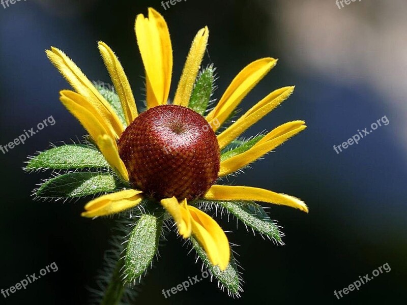 Susan Eyed Black Flowers Plants