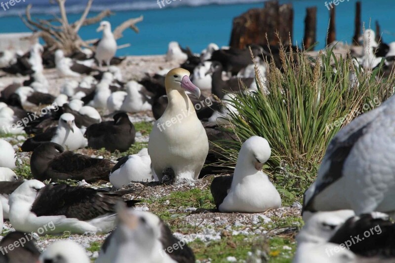 Ground Nesting Tailed Short Albatross