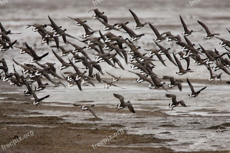 Landing Prepare Flock Birds Animals