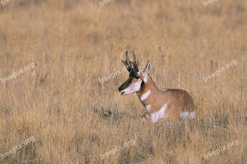 Peninsularis Americana Antilocapra Specie Mammal