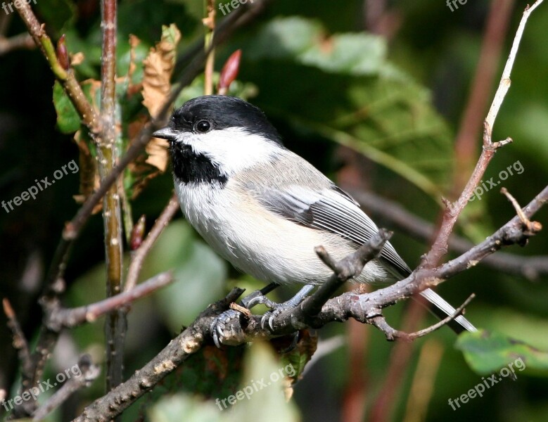 Bird Chickadee Capped Black Birds