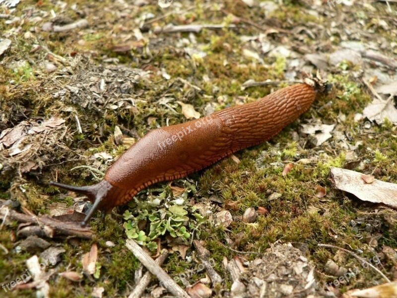 Slug Red Slugs Snails Animals