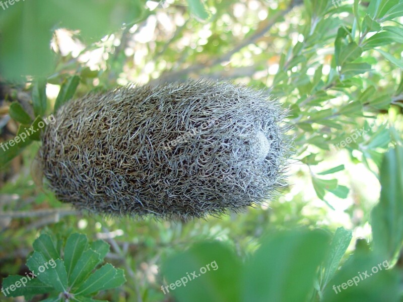 Plant Dried Flower Banksia Flowers