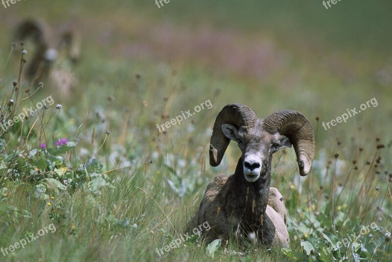 Canadensis Ovis Sheep Bighorn Sheeps