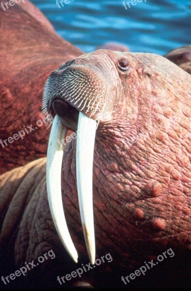 Rosmarus Odobenus Head Male Walrus