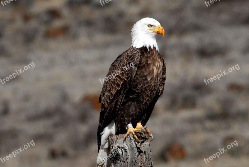 Adult Banded Bald Eagle Birds