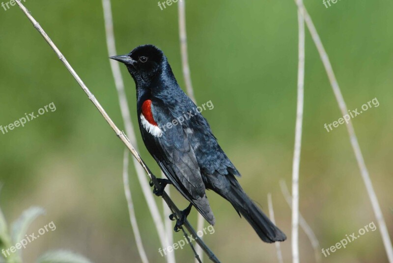 Tricolor Agelaius Blackbird Tricolored Male