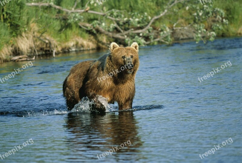 Middendorffi Ursus Mammal Animal Bear